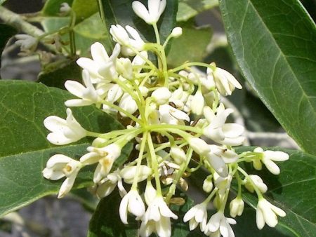 Fragrant Tea Olive (osmanthus) Online now