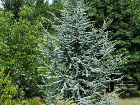 Horstmann Blue Atlas Cedar Hot on Sale