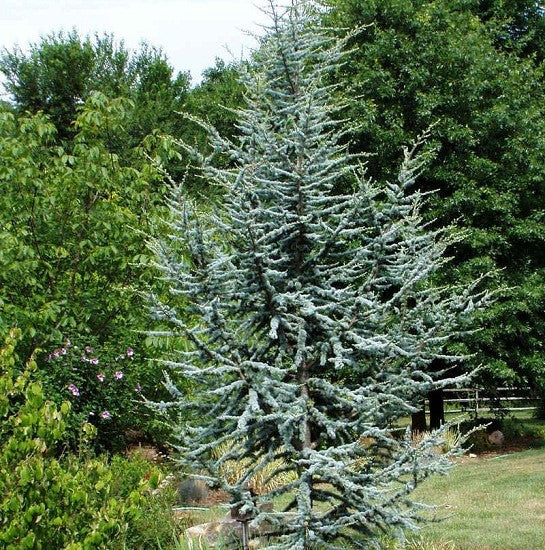 Horstmann Blue Atlas Cedar Hot on Sale