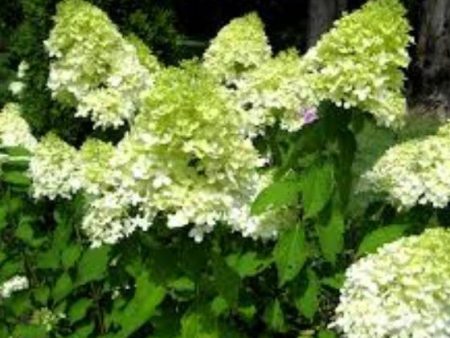 Limelight Panicle Hardy Hydrangea on Sale