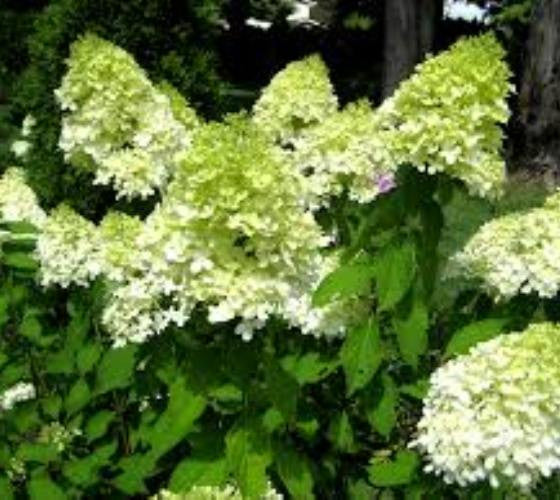 Limelight Panicle Hardy Hydrangea on Sale