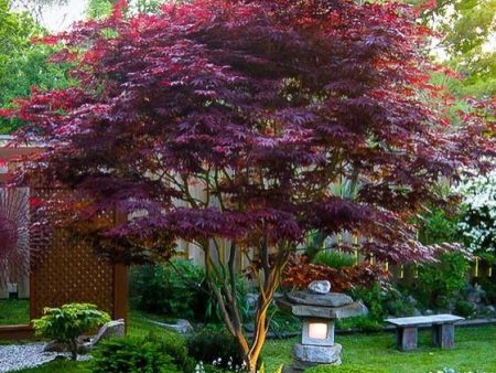 Bloodgood Upright Red Japanese Maple For Discount