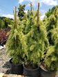 Snow Sprite Dwarf Deodar Cedar Online now