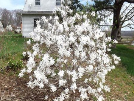 Royal Star Magnolia Tree Fashion