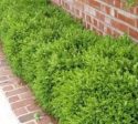 Wintergreen Korean Boxwood ( Buxus ) on Sale