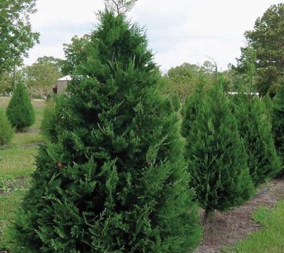 Murray Cypress Tree For Sale