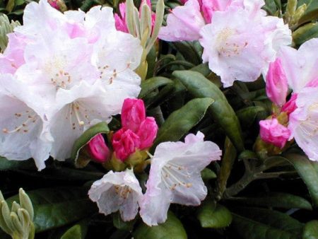 Yaku Princess Rhododendron For Sale