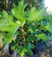 Munchkin Dwarf Oakleaf Hydrangea Cheap