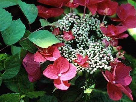 Lady In Red Lacecap Hydrangea on Sale