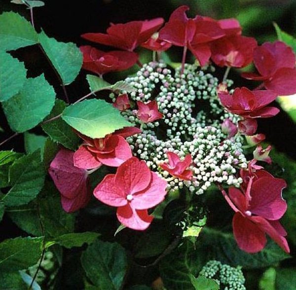 Lady In Red Lacecap Hydrangea on Sale