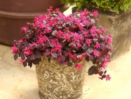 Jazz Hands® Dwarf Pink Loropetalum Online Sale