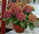 Pistachio Next Generation Mophead Hydrangea Cheap