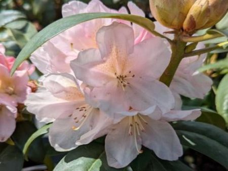 Holdens Peach Rhododendron For Sale