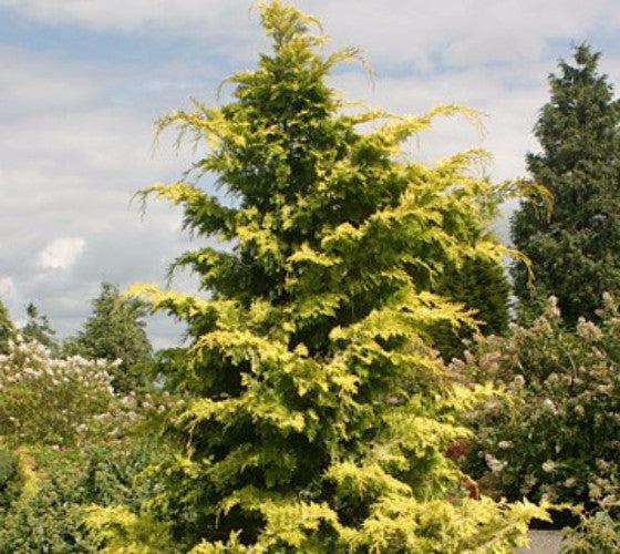 Crippsii Golden Hinoki Cypress Hot on Sale