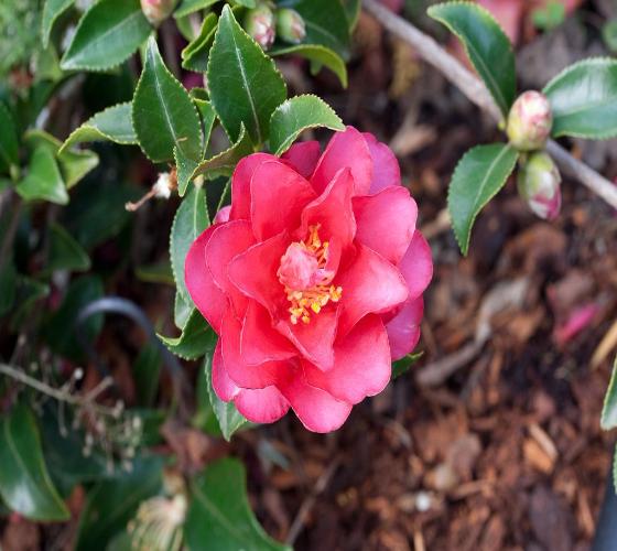 Shishi Gashira Camellia Sasanqua Online Hot Sale