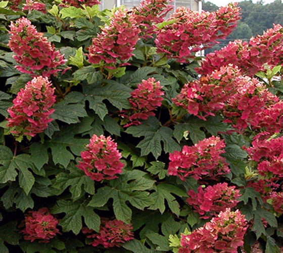 Ruby Slippers Oakleaf Hydrangea Online now