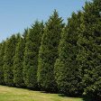 2.25 Gallon Cypress Leyland Shrub Online Sale