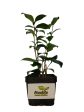 Governor Mouton Camellia Japonica Online