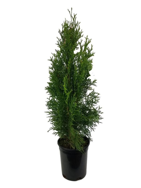 Emerald Green Arborvitae ( Thuja ) Supply