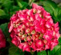 Red Sensation Next Generation Hydrangea Hot on Sale