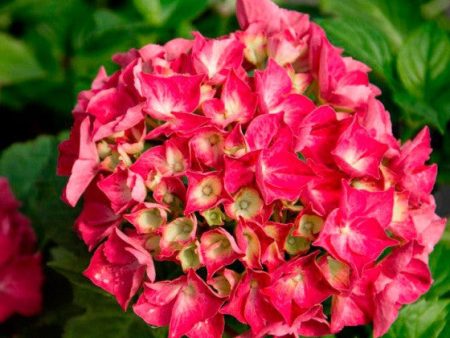 Red Sensation Next Generation Hydrangea Hot on Sale