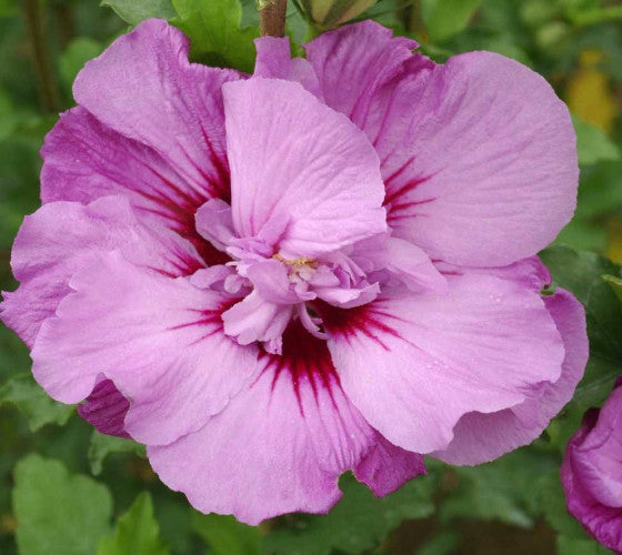 First Editions® Tahiti™ Hibiscus ( Althea ) - Rose Of Sharon For Sale