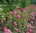 Invincibelle® Spirit Smooth Hydrangea Online now