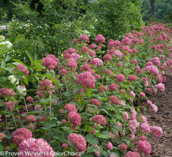 Invincibelle® Spirit Smooth Hydrangea Online now