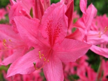 Rosy Lights Pink Deciduous Azalea Sale