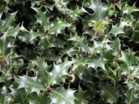 Dragon Lady Holly Tree ( ilex aquipernyi ) Online