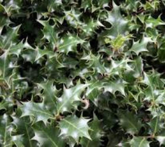 Dragon Lady Holly Tree ( ilex aquipernyi ) Online