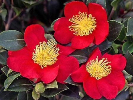 Yuletide Red Camellia Sasanqua For Sale