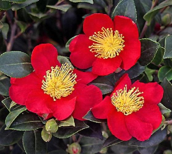 Yuletide Red Camellia Sasanqua For Sale