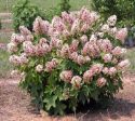 Munchkin Dwarf Oakleaf Hydrangea Cheap