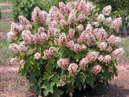 Munchkin Dwarf Oakleaf Hydrangea Cheap