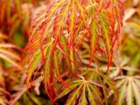 Jeddeloh Orange Laceleaf Japanese Maple Hot on Sale