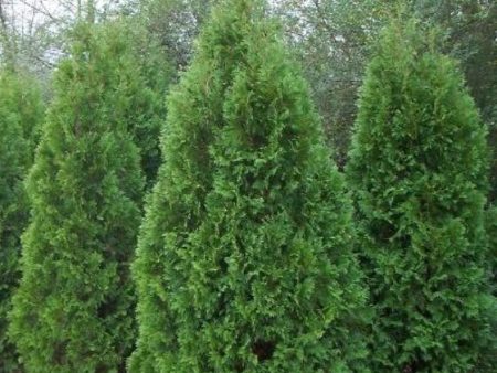 Blue Cone Arborvitae ( Thuja ) Discount