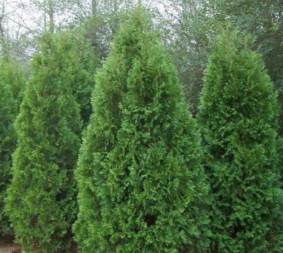 Blue Cone Arborvitae ( Thuja ) Discount