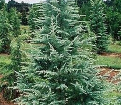 Patti Faye Deodar Cedar Tree Online now