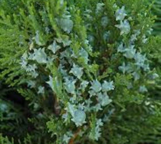 Blue Cone Arborvitae ( Thuja ) Discount