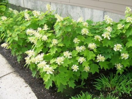 Sikes Dwarf Oakleaf Hydrangea Sale