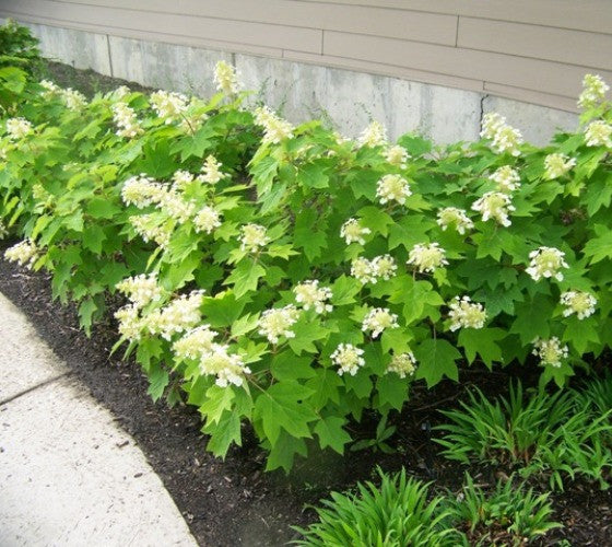 Sikes Dwarf Oakleaf Hydrangea Sale