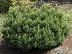 Dwarf Mugo Pine on Sale