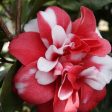 Governor Mouton Camellia Japonica Online