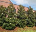 Brackens Brown Beauty Southern Magnolia Fashion