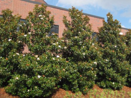 Brackens Brown Beauty Southern Magnolia Fashion