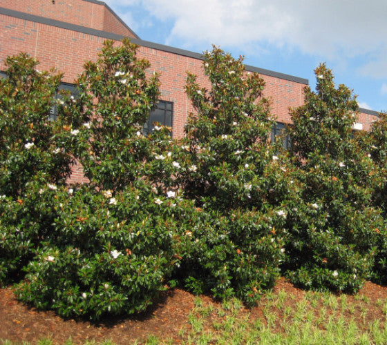 Brackens Brown Beauty Southern Magnolia Fashion