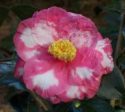 Lady Clare Variegated Camellia Japonica Online Sale