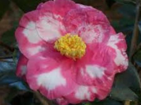 Lady Clare Variegated Camellia Japonica Online Sale