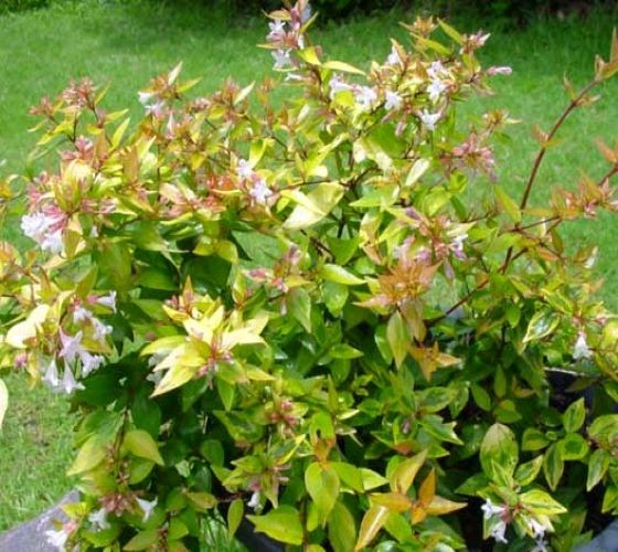 Francis Mason Abelia Grandiflora Online Hot Sale